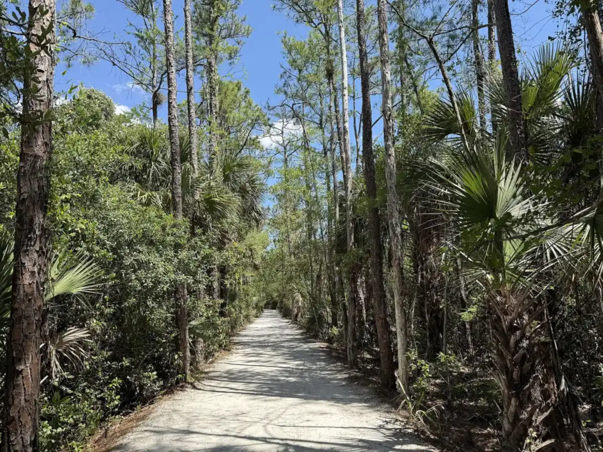 A shaded walking trail through pines and palms at Riverbend Park in Jupiter.