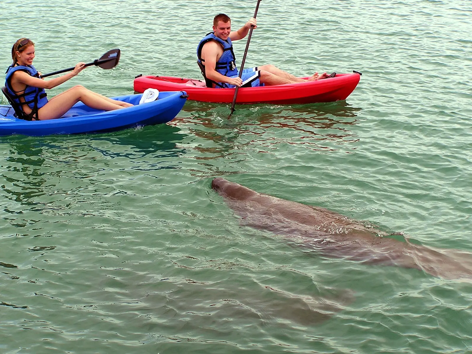 Kayakers meet a manatee in the water near the Jupiter Inlet Lighthouse Outstanding Natural Area.