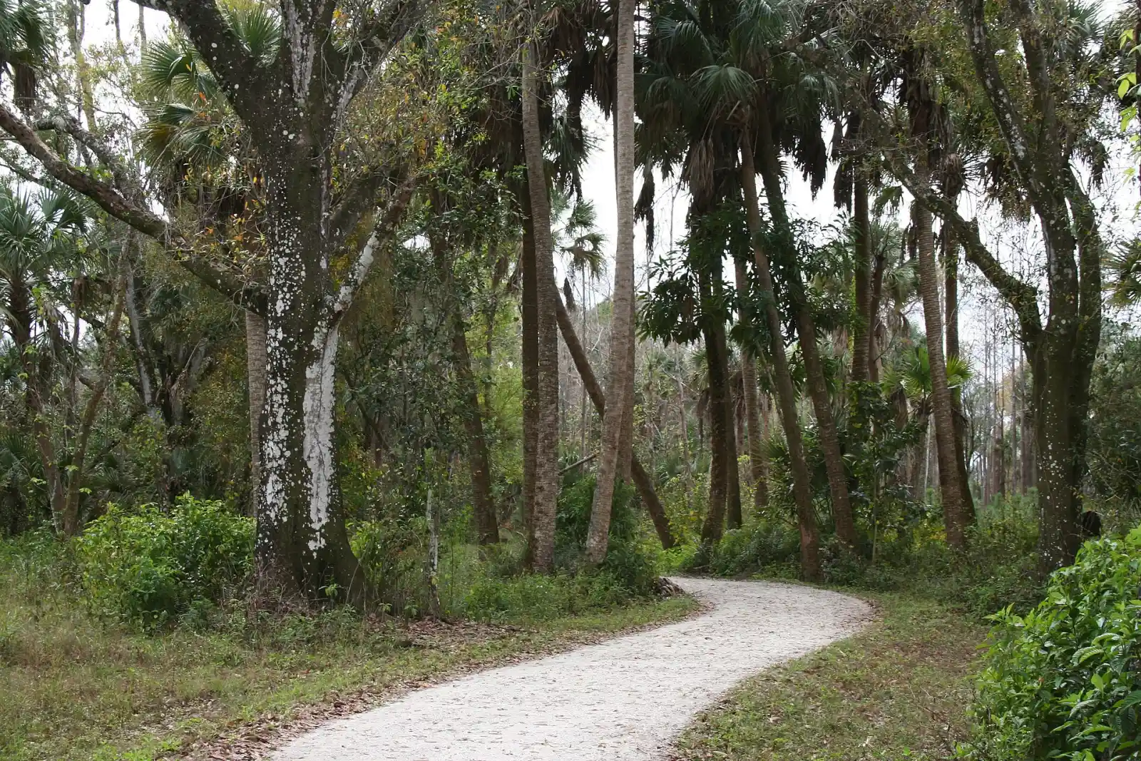 A shell-rock trail winds under oaks and cabbage palms at Riverbend Park in Jupiter.