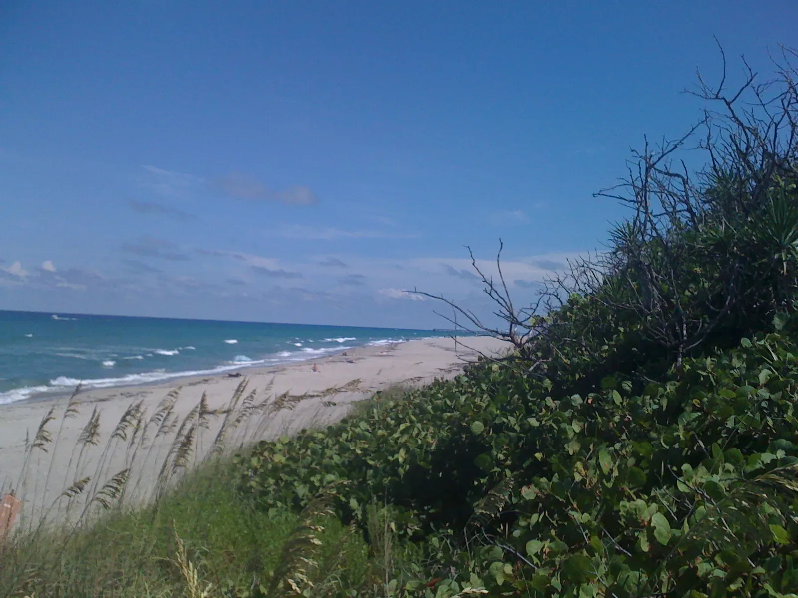 The Atlantic beach and dunes in Jupiter, looking along the shore.