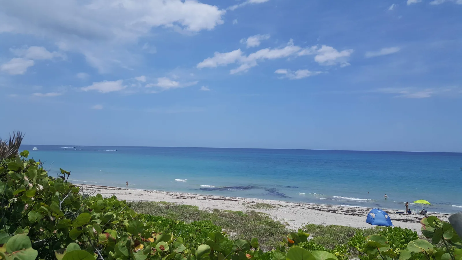 Jupiter's dog-friendly beach and its dunes near the north end of the Bluffs