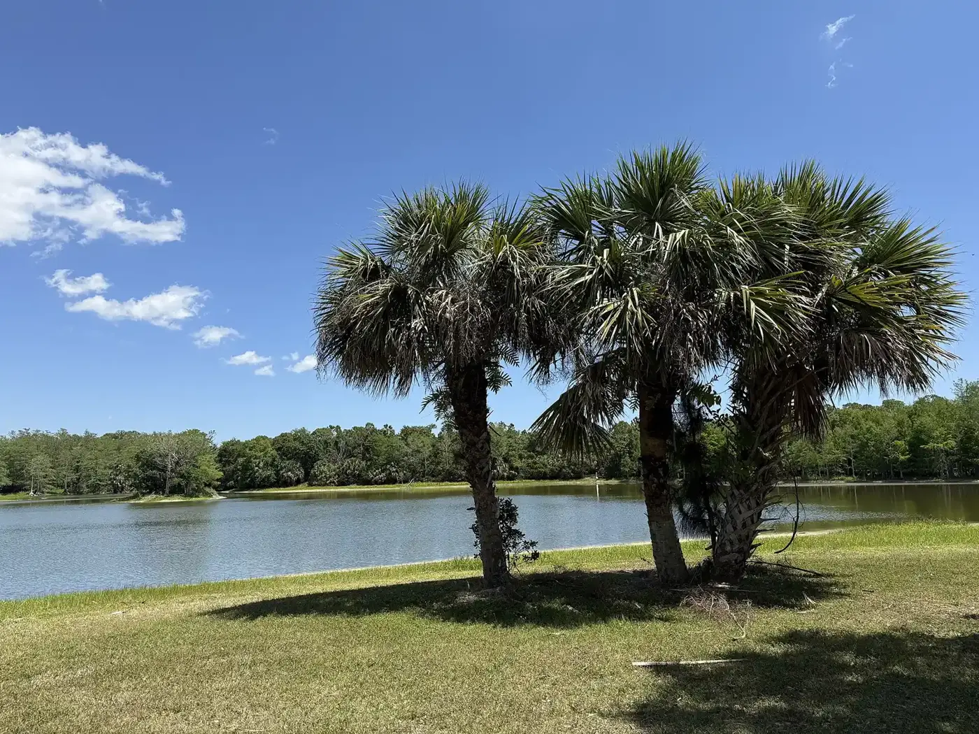 Cow Pen Lake and cabbage palms at Riverbend Park in Jupiter.