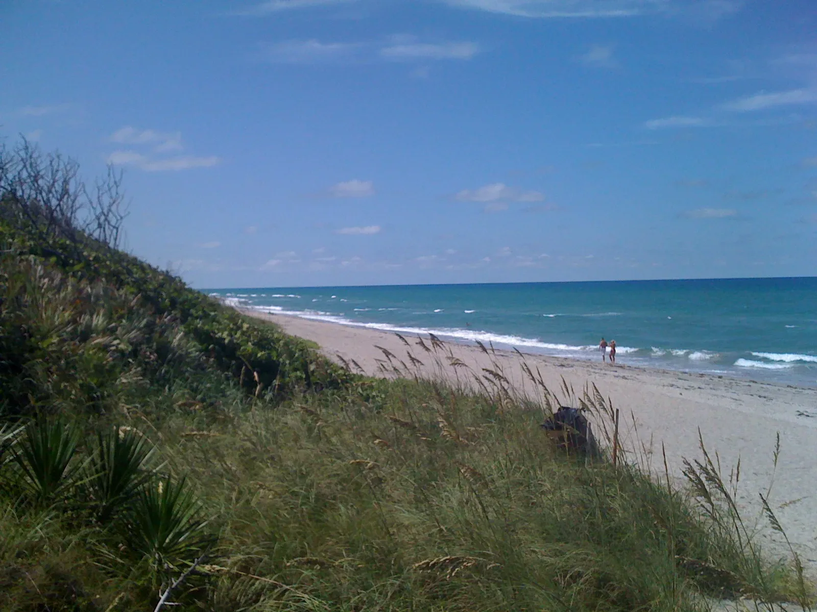 Sea oats on the dunes above the Atlantic beach in Jupiter.