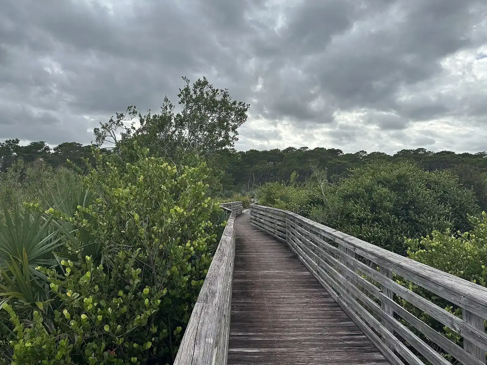 The boardwalk trail through the Jupiter Ridge Natural Area in Jupiter.